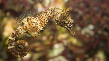Tiger snout, Seahorses HD wallpaper