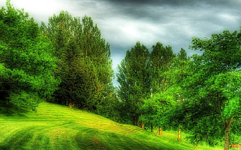 Dreamy park, green, trees, grass, dreamy, park HD wallpaper