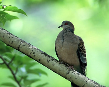 Turtle-dove, birds HD wallpaper