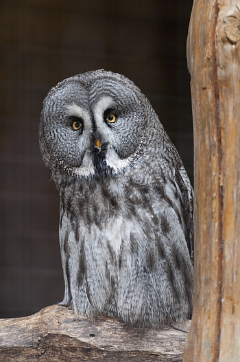 Animals, Owl, Bird, Predator, Sight, Opinion, Tawny Owl HD phone wallpaper