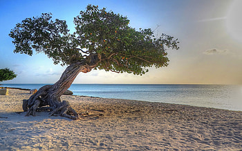 Aruba Island, Beach paradise, Tropical retreat, Island escape HD wallpaper