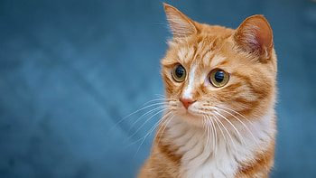 Cat, animal, kitten, kitty HD wallpaper