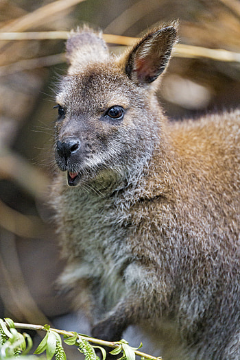 Animals, Kangaroo, Young, Animal, Nice, Sweetheart, Joey, Small HD phone wallpaper