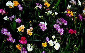 Flowers, colors HD wallpaper