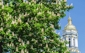 Flowering Chestnut in Kyiv, chestnut, Ukraine, Kyiv, church, blossoms HD wallpaper
