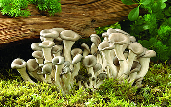 Mushroom , Moss-covered log, Oyster mushrooms, Nature's marvels HD wallpaper