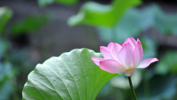Pink lotus flower , Ultra , Captivating visuals, Japan's beauty HD wallpaper