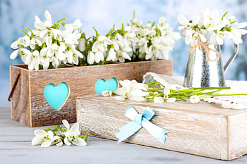 Snowdrops, delicate, white, love, flowers, gift, spring, heart HD wallpaper