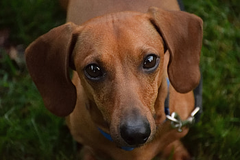 Cute, Dachshund, dog, muzzle HD wallpaper