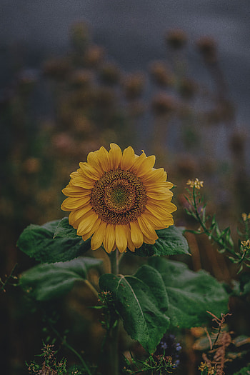 Flowers, Flower, Petals, Bloom, Flowering, Sunflower HD phone wallpaper