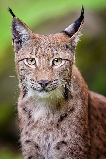Beautiful cats, Wild feline, Majestic creatures, Impressive wildlife HD phone wallpaper
