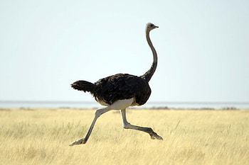Ostrich , Animal hq ostriches, Feathered giants, Wildlife graphy HD wallpaper