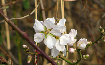 Flowers, Leaves, Macro, Bloom, Flowering, Branch, Spring HD wallpaper