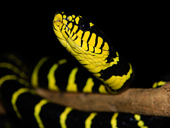 Boiga, Palawan mangrove snake, Philippine reptile, Endangered species HD wallpaper