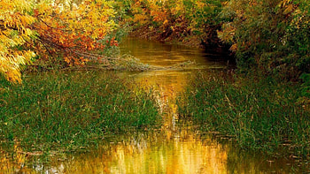 peaceful river in autumn, river, golden, autumn, grass, forest HD wallpaper
