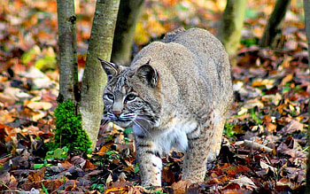Animals, Bobcats HD wallpaper