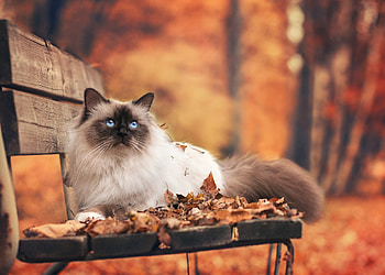 Birman cat, Himalayan breed, Cute feline HD wallpaper