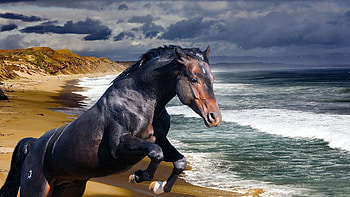 Animals, Sea, Shore, Bank, Horse, Wave HD wallpaper
