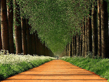 Trees Path, trees, beautiful, , path HD wallpaper