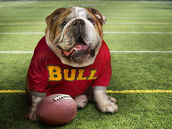 Animals, Dogs HD wallpaper