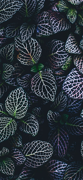 Leaf Nature, Plant, Botanical garden, Pattern HD phone wallpaper