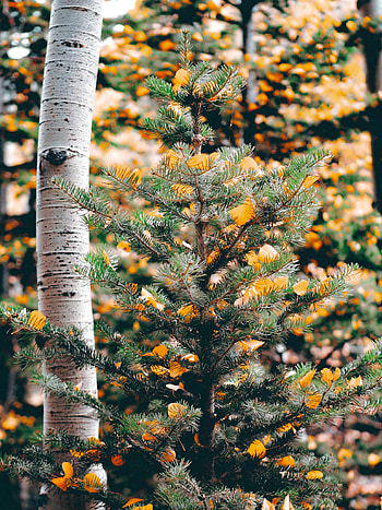 Nature, Trees, Leaves, Fir, Spruce, Birch HD phone wallpaper