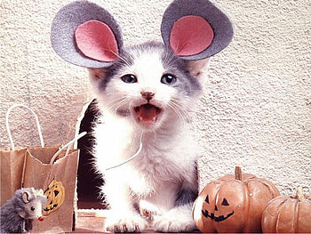 Give me Cheese, kitten, toys, costume, mouse ears HD wallpaper