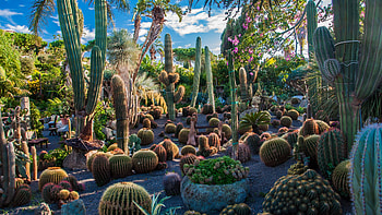 Garden, Cactus HD wallpaper