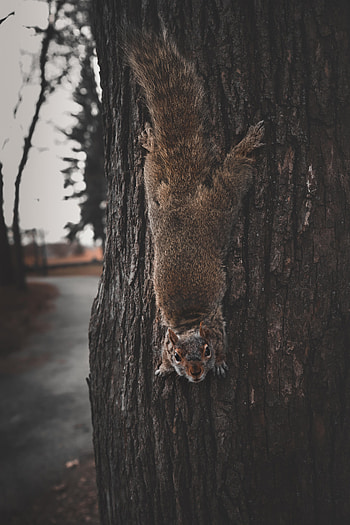 Funny, Animals, Squirrel, Rodent, Dexterous, Deft HD phone wallpaper