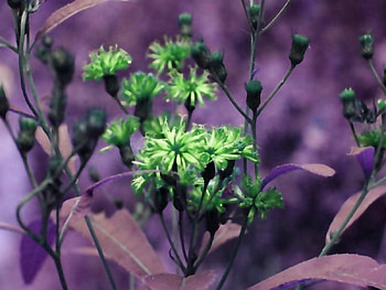 Lime bursts, nature, flowers HD wallpaper