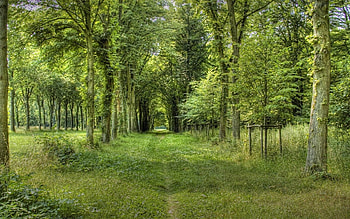 Nature, Trees, Grass, Summer, Forest HD wallpaper