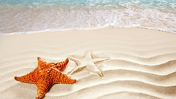 Starfish, Ocean , Shore scenery, Travel destinations HD wallpaper