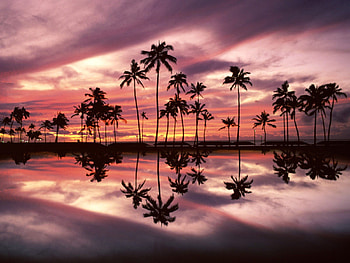 scenery1, trees, scenery HD wallpaper