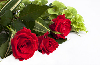 Roses!, nature, flowers, roses, red HD wallpaper