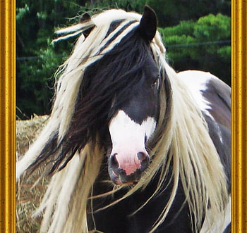 Portrait of a Gypsy Vanner, horses, tobiano, tinker, gypsy, gypsy vanner, coloured cob HD wallpaper