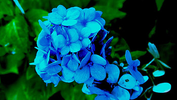 Flowers, Bush, Petals, Hydrangea HD wallpaper