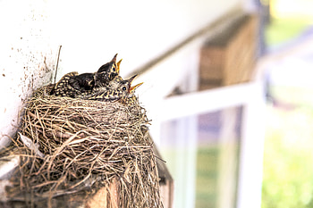 Animals, Birds, Chicks, Beak, Nest HD wallpaper