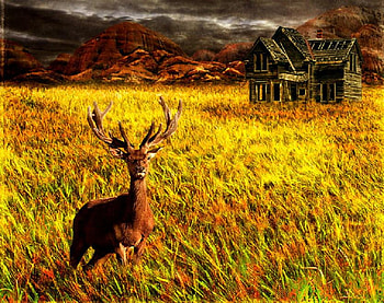 lost deer, deer, animals, cute, grass, nice HD wallpaper