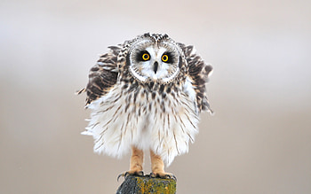 Animals, Birds, Owl HD wallpaper