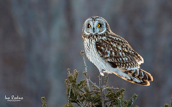 Owl, animal, nature, bird HD wallpaper