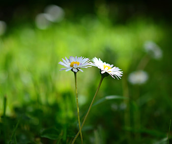 Daisy, flowers pair, bloom, blur HD wallpaper