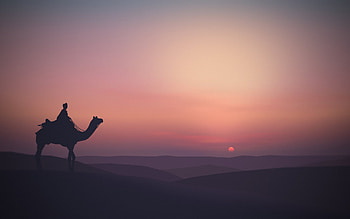 Camel Desert Minimalist, camel, desert, minimalism, minimalist, artist, artwork, digital-art, dribbble HD wallpaper