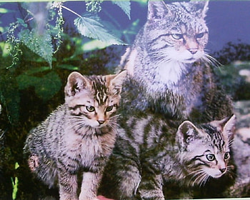 wild cats, mother, cat, wild, kittens HD wallpaper