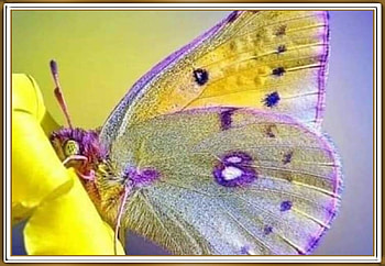 FRAMED BUTTERFLY, NATURE, BUTTERFLY, FRAMED HD wallpaper