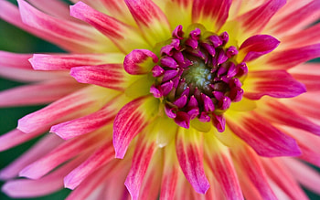 Plants, Flowers HD wallpaper