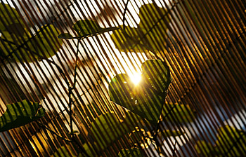 Heart Shape Leave, leaves, nature, heart, sunlight HD wallpaper