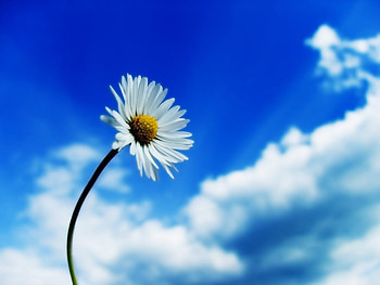 Plants, Flowers, Camomile HD wallpaper