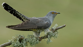Graphic cuckoo , Artistic avian, Nature-inspired, Aesthetic delight HD wallpaper
