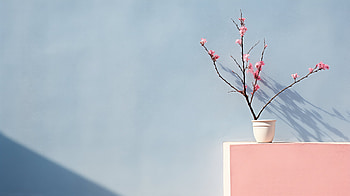 Blossom Delight: Minimalist with Negative Space, blossom, minimalist, plant, flower HD wallpaper