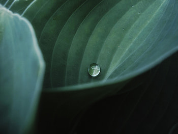 Single droplet, close up, leaf HD wallpaper
